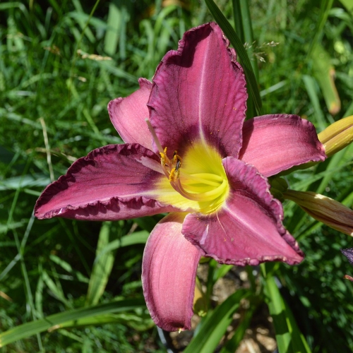 Daylily-Paul-Pratts-Blue-Hippo-seedling-1200x-DSC 0282