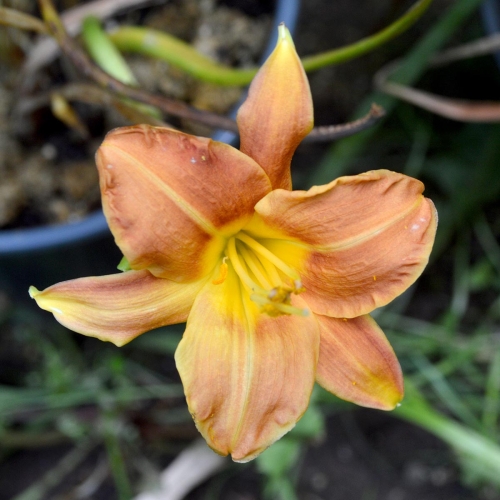 Daylily-Peanut-Butter-Frenzy-1200w-DSC 0996