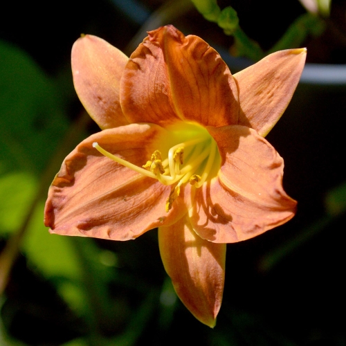 Daylily-Peanut-Butter-Frenzy-1200x-DSC 0084