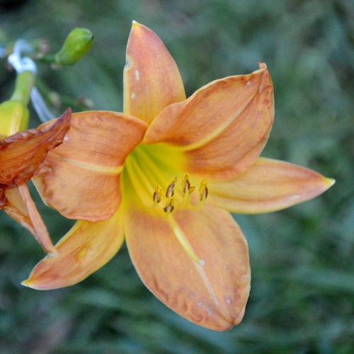 Daylily-Peanut-Butter-Frenzy-1200x-DSC 0234
