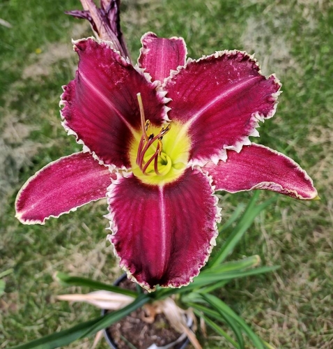 Daylily-Perfectly-White-Teeth-0088b8-cellphotomaybe