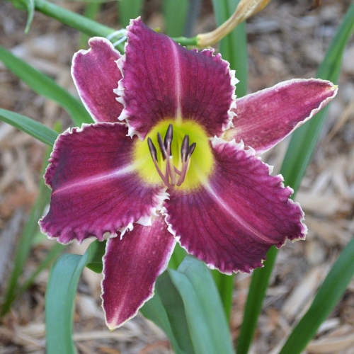 Daylily-Perfectly-White-Teeth-1200x-DSC 0103
