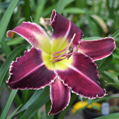 Daylily-Perfectly-White-Teeth-1200x-DSC 0288
