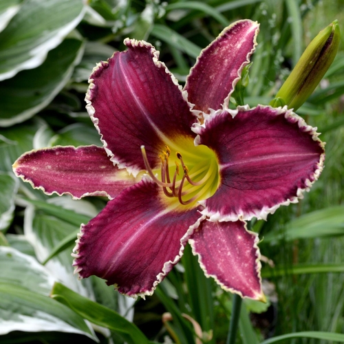 Daylily-Perfectly-White-Teeth-1200x-DSC 0925