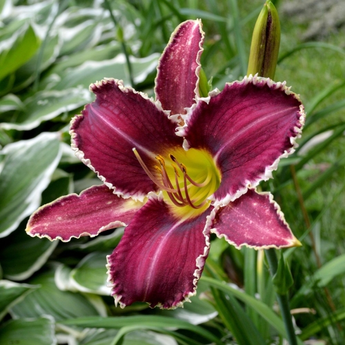 Daylily-Perfectly-White-Teeth-1200x-DSC 0928