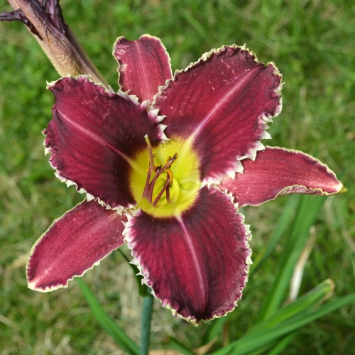 Daylily (Hemerocallis) Perfectly White Teeth