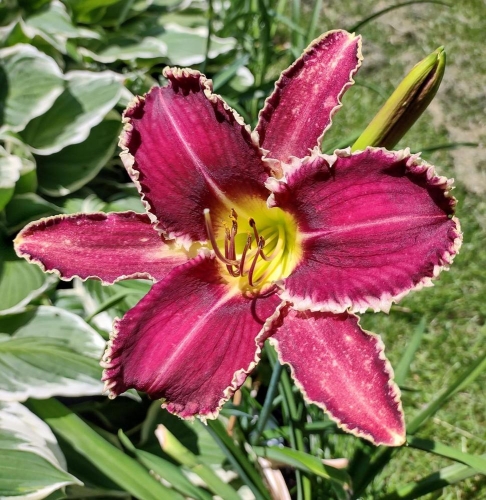 Daylily-Perfectly-White-Teeth-61a399-cell-photo-maybe