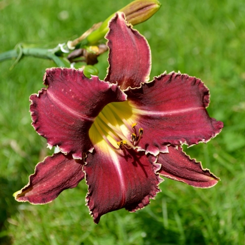 Daylily-Perfectly-White-Teeth-DSC 0039
