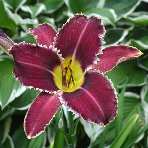 Daylily-Perfectly-White-Teeth-DSC 0966