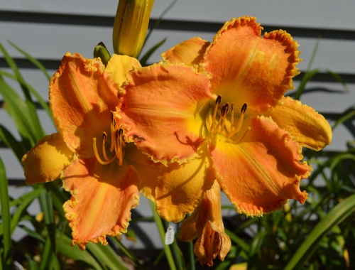 Daylily-Pineapple-Bites-1200h-DSC 0844