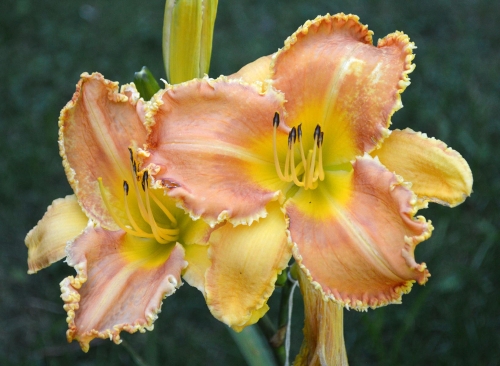 Daylily-Pineapple-Bites-1200h-DSC 0849