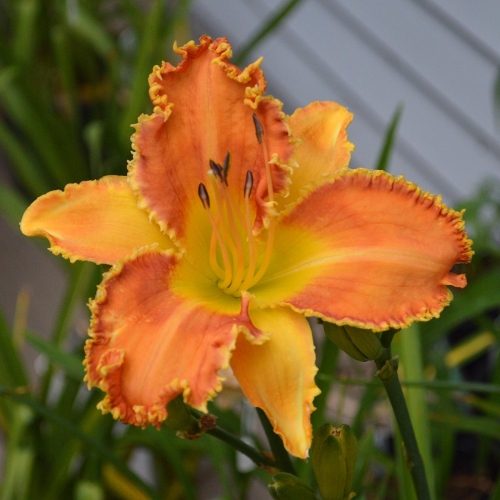 Daylily-Pineapple-Bites-1200x-DSC 0602