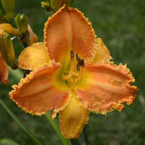 Daylily-Pineapple-Bites-1200x-DSC 0641