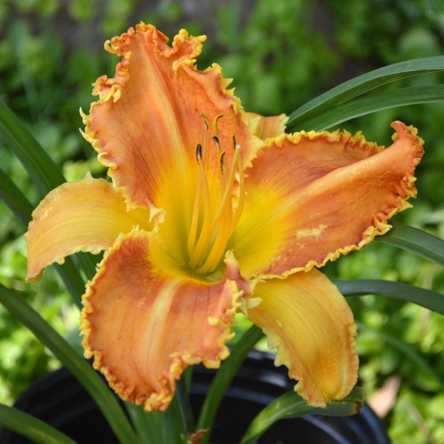 Daylily-Pineapple-Bites-1200x-DSC 0661