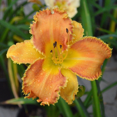 Daylily (Hemerocallis) Pineapple Bites