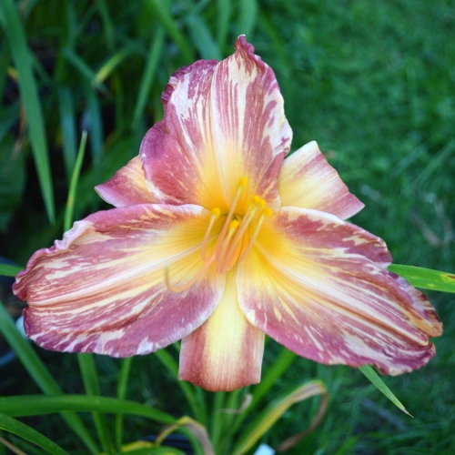 Daylily-Pink-Stripes-1200x-DSC 0284