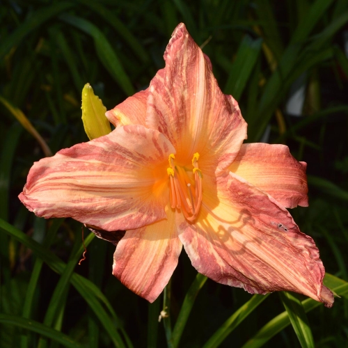 Daylily-Pink-Stripes-1200x-DSC 0535
