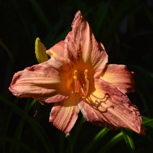 Daylily-Pink-Stripes-1200x-DSC 0537