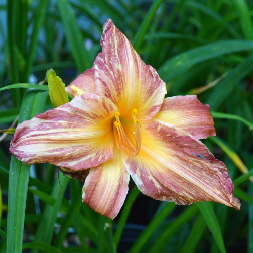 Daylily-Pink-Stripes-1200x-DSC 0541