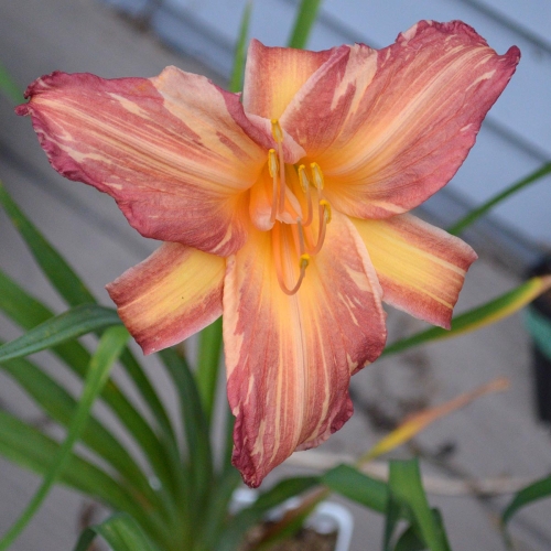 Daylily-Pink-Stripes-1200x-DSC 0600
