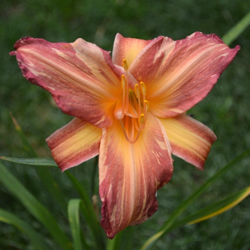 Daylily-Pink-Stripes-1200x-DSC 0633