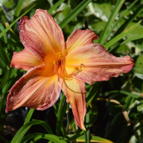 Daylily-Pink-Stripes-1200x-DSC 0864