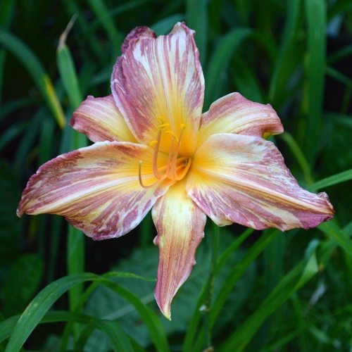 Daylily-Pink-Stripes-1200x-DSC 0951