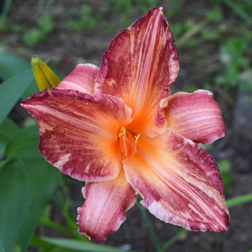 Daylily-Pink-Stripes-Tet-1200x-DSC 0021