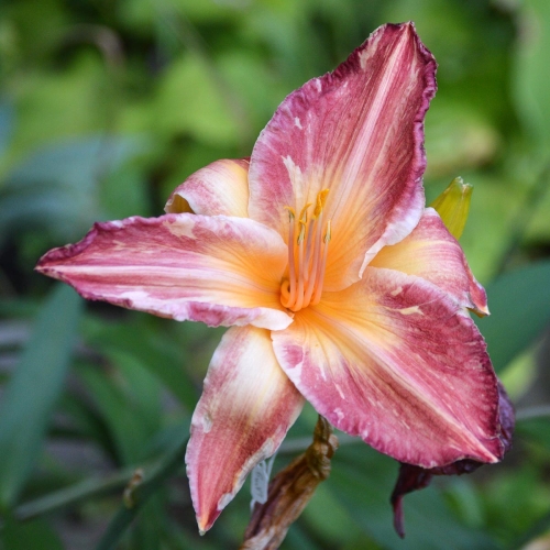 Daylily-Pink-Stripes-Tet-1200x-DSC 0231