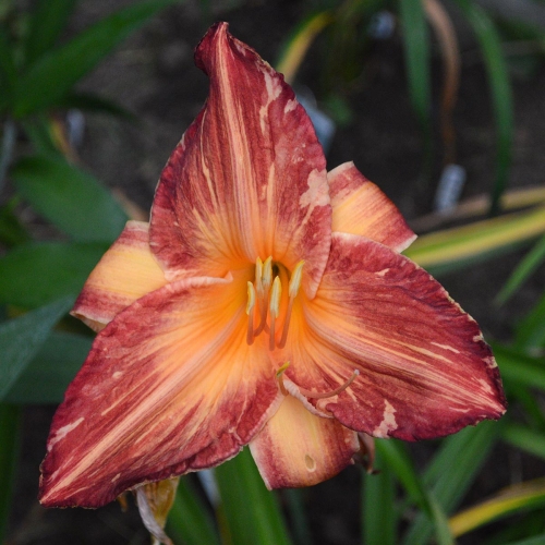 Daylily-Pink-Stripes-Tet-1200x-DSC 0236