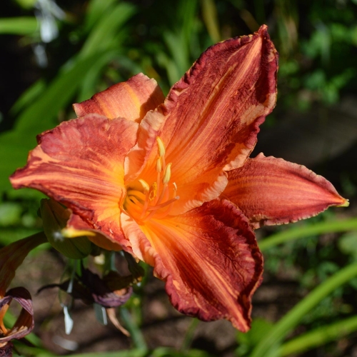 Daylily-Pink-Stripes-Tet-1200x-DSC 0444