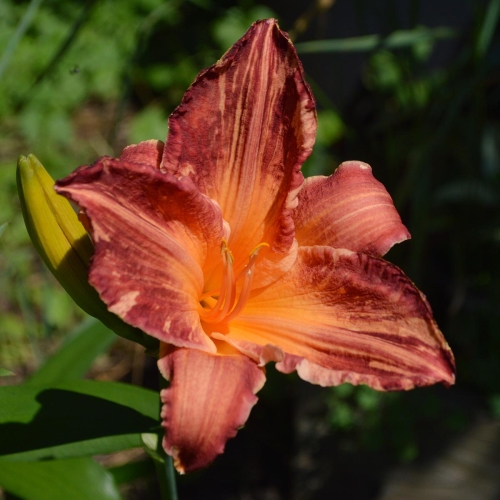 Daylily-Pink-Stripes-Tet-1200x-DSC 0485