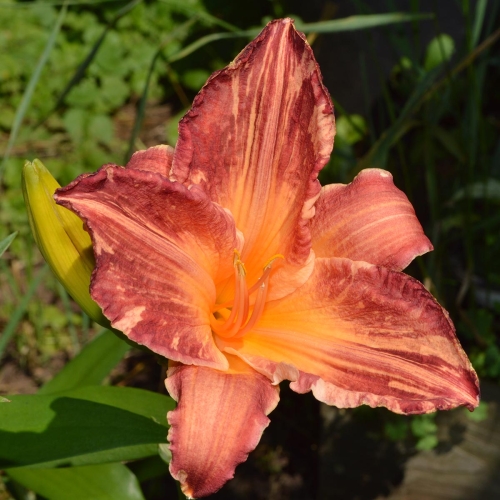 Daylily-Pink-Stripes-Tet-1200x-DSC 0486