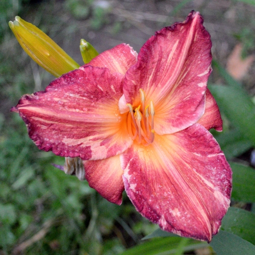 Daylily-Pink-Stripes-Tet-1200x-DSC 0722