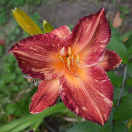 Daylily (Hemerocallis) Pink Stripes, Tetraploid