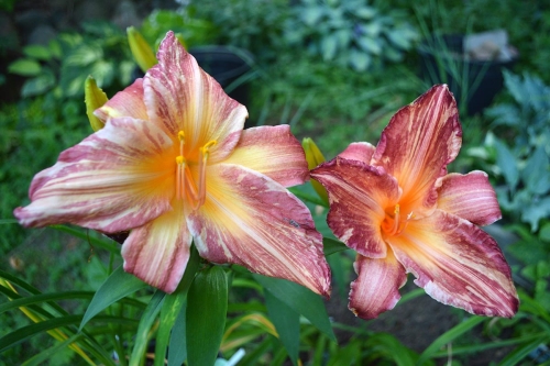 Daylily-Pink-Stripes-dip-left-tet-right-1200h-DSC 0038