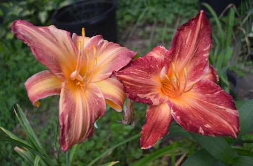 Daylily-Pink-Stripes-diploid-left-tetraploid-right-1200h-DSC 0668