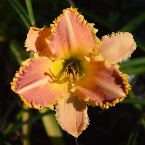 Daylily-Piranha-Apocalypse-1200x-DSC 0377