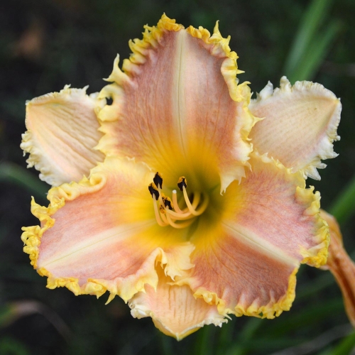 Daylily (Hemerocallis) Piranha Apocalypse