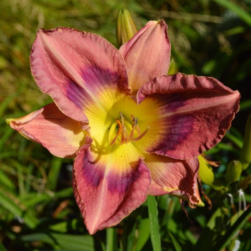 Daylily (Hemerocallis) Pirates Of Penzance