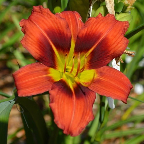 Daylily (Hemerocallis) Pixie Dragon