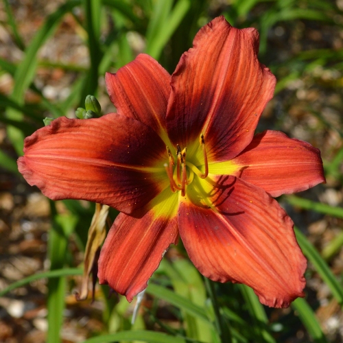 Daylily-Pixie-Dragon-1200x-DSC 0335