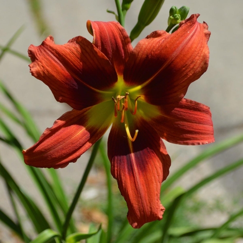 Daylily-Pixie-Dragon-1200x-DSC 0498