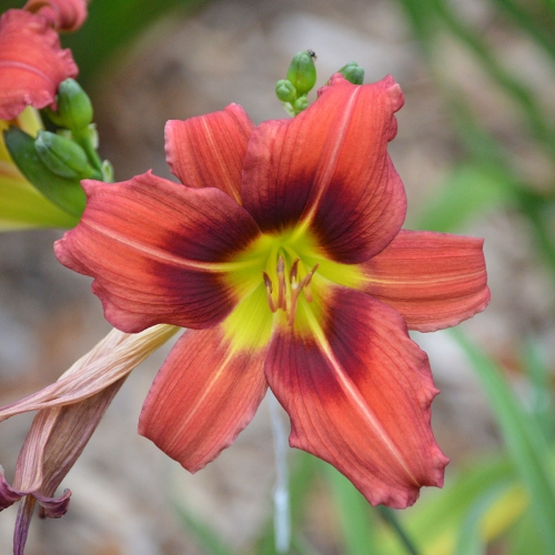 Daylily-Pixie-Dragon-1200x-DSC 0693