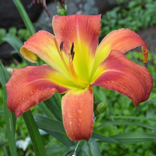 Daylily-Pledge-A-Grievance-1200x-DSC 0101