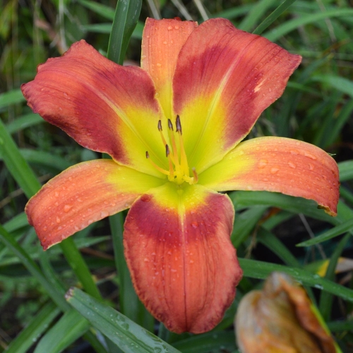 Daylily-Pledge-A-Grievance-1200x-DSC 0104