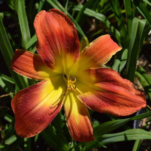 Daylily-Pledge-A-Grievance-1200x-DSC 0161