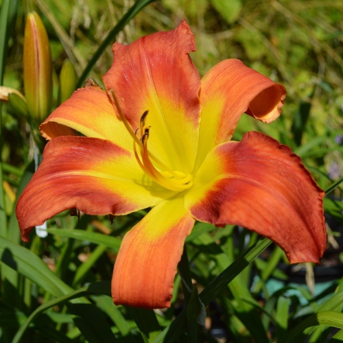 Daylily-Pledge-A-Grievance-1200x-DSC 0672