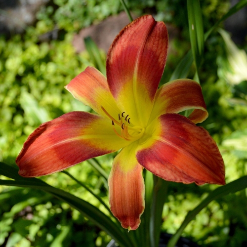 Daylily-Pledge-A-Grievance-1200x-DSC 0696