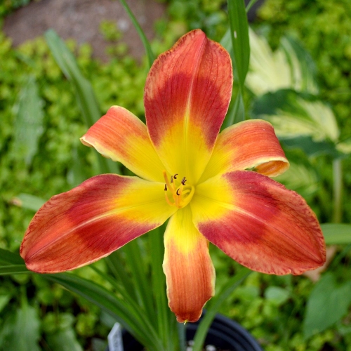 Daylily (Hemerocallis) Pledge A Grievance